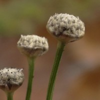 Eriocaulon thwaitesii Körn.